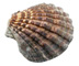 Shell account and webhosting